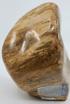 Petrified Wood Specimen for stability, grounding, & ancestral healing