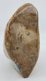 Petrified Wood Specimen for stability, grounding, & ancestral healing